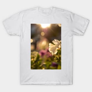 Golden hour Phlox T-Shirt